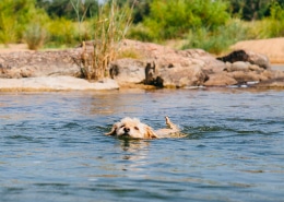 Cute dog swimming in a clear river surrounded by greenery and rocks, enjoying a sunny day outdoors.