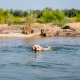 Cute dog swimming in a clear river surrounded by greenery and rocks, enjoying a sunny day outdoors.