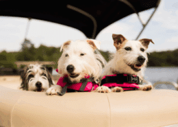 Three dogs in life jackets enjoy a sunny day on a powerboat, surrounded by calm waters and blue skies. dog on the boat