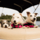 Three dogs in life jackets enjoy a sunny day on a powerboat, surrounded by calm waters and blue skies. dog on the boat