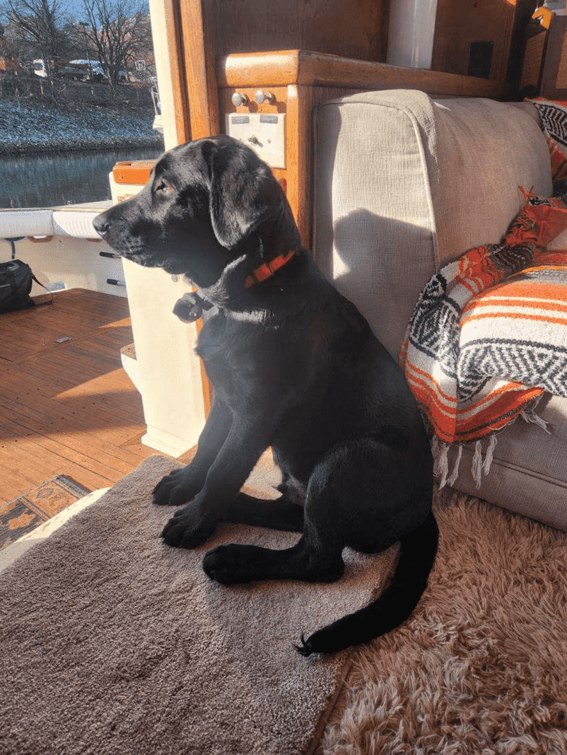 unnamed (6) Black dog sitting in a cozy boat cabin, enjoying the view on a sunny day.